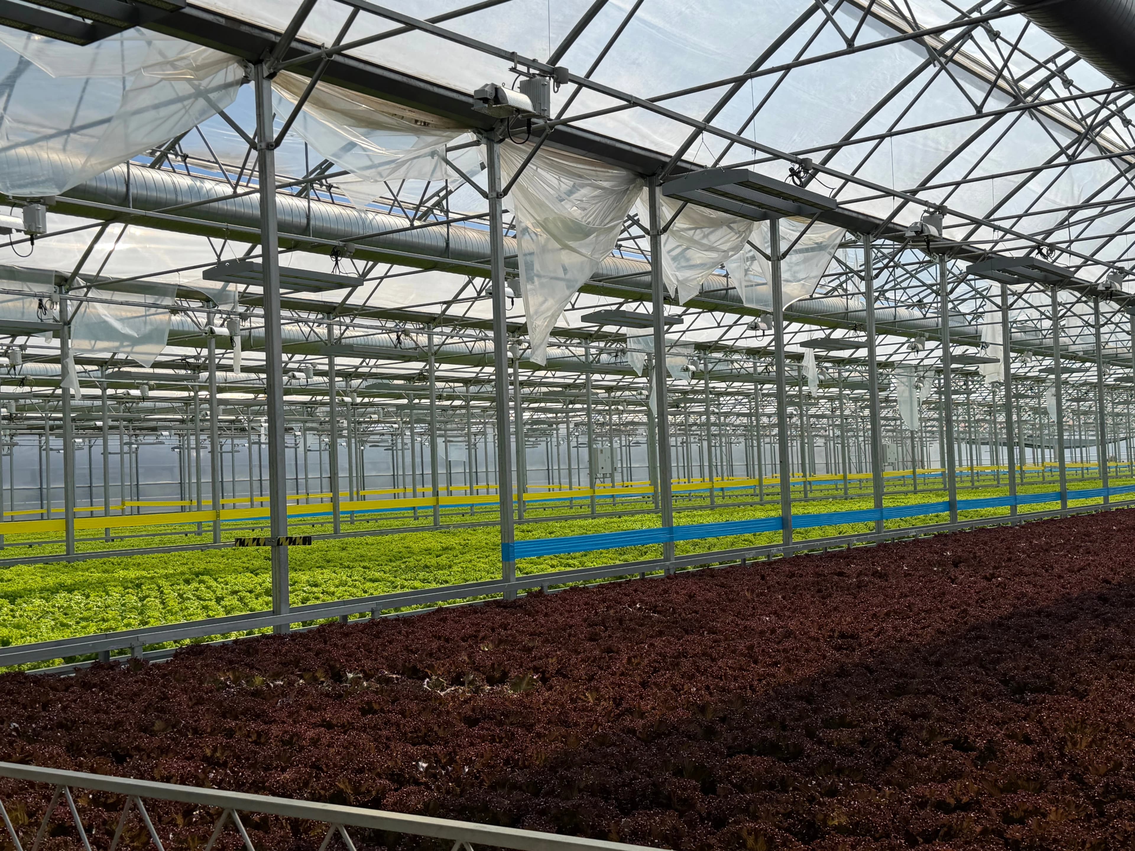A sustainable greenhouse representing the future of agriculture
