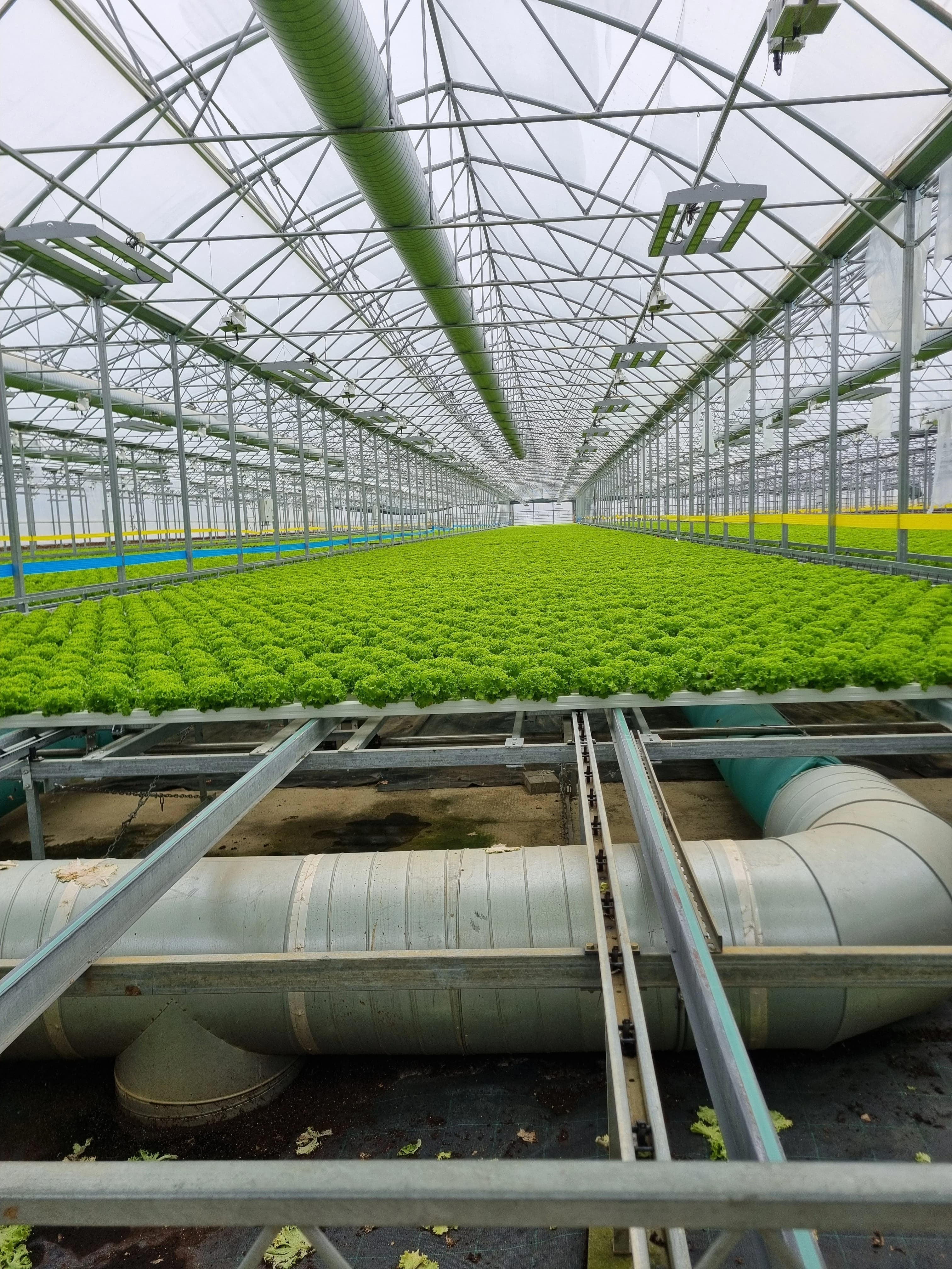 A sustainable hydroponic greenhouse