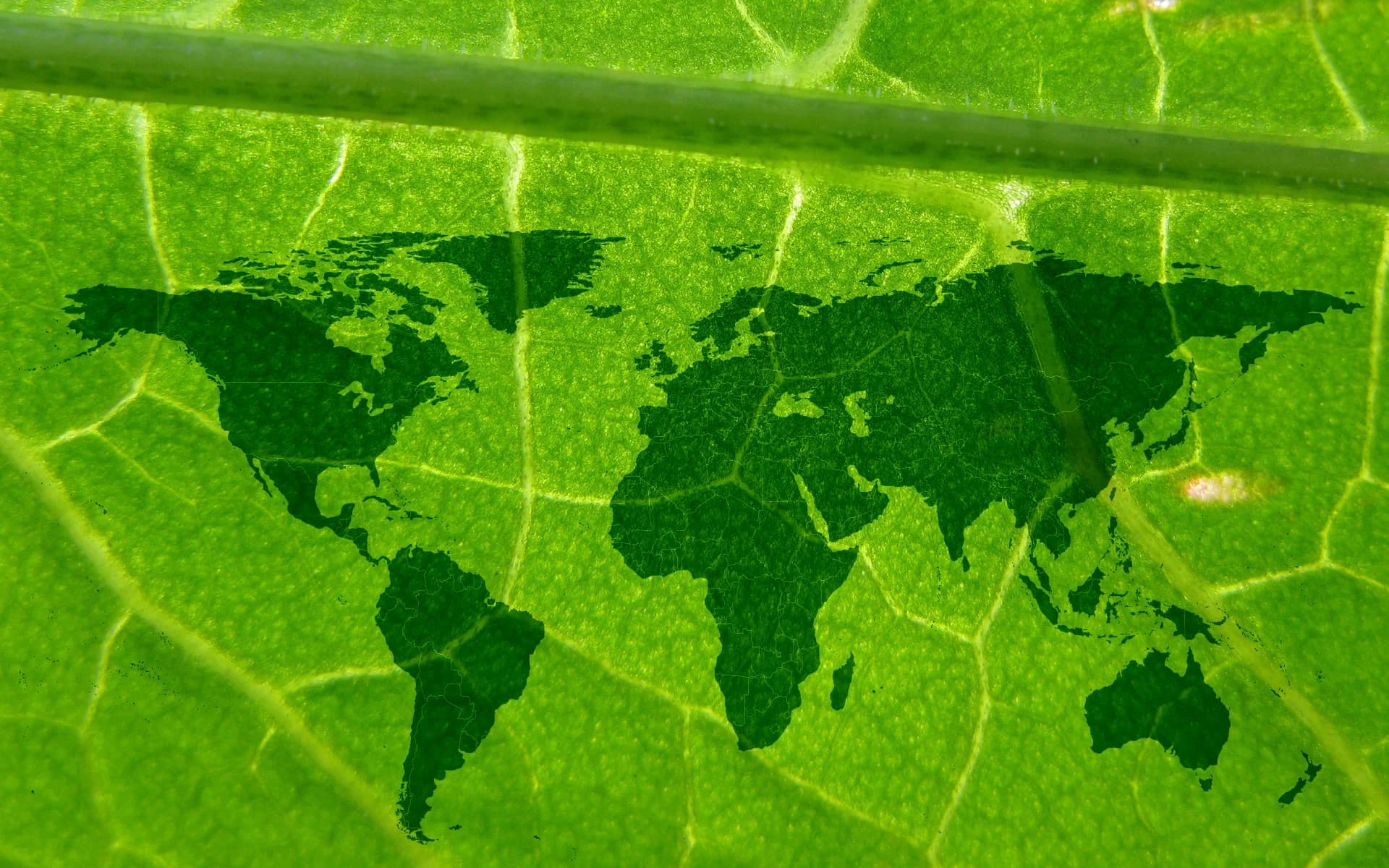 World map formed by the veins of a green leaf