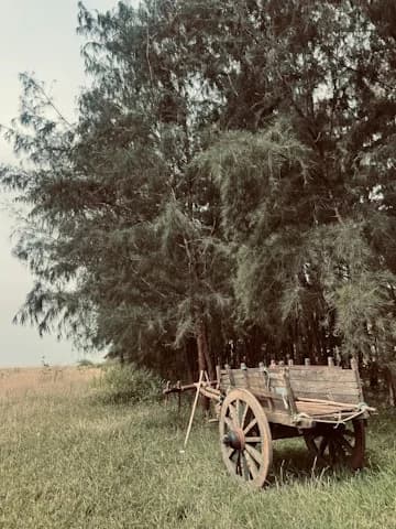 Historic wooden transport cart beneath a tree