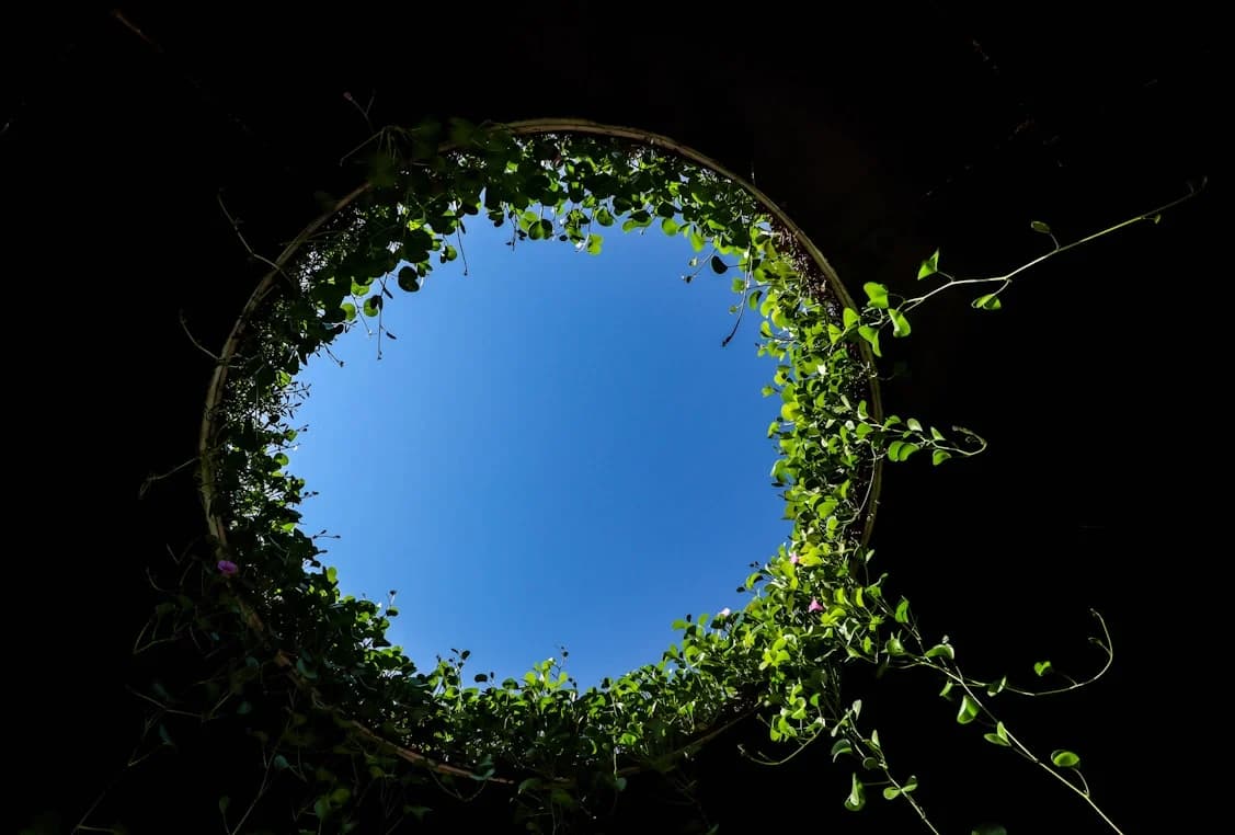 Circular view of the sky framed by green foliage