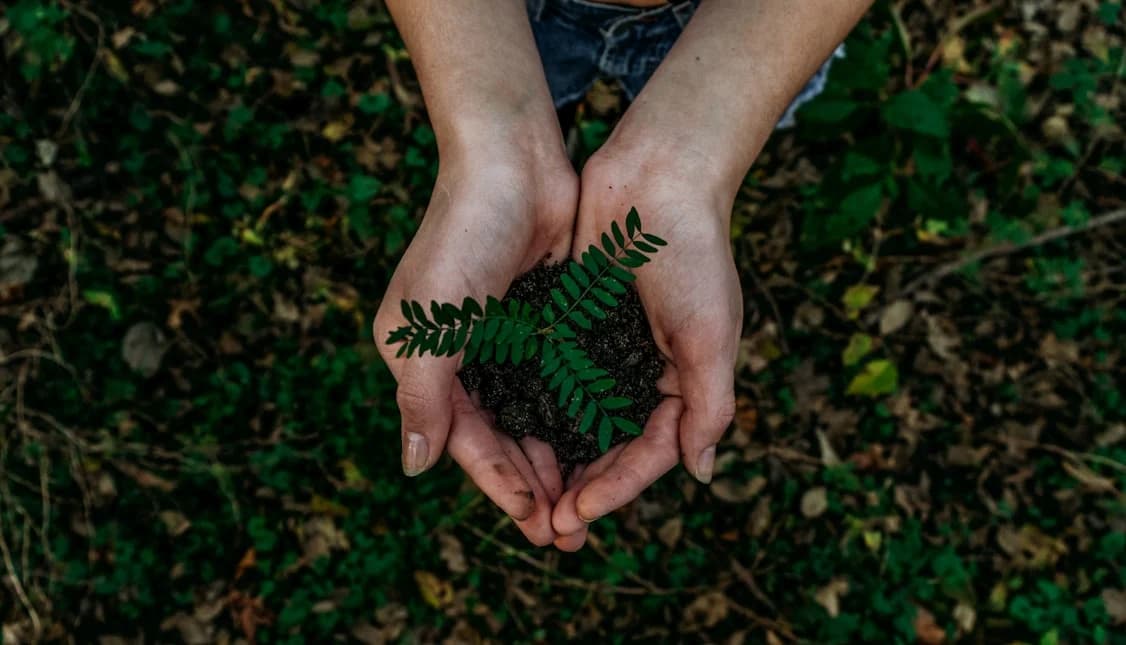 Hands protecting a young tree seedling