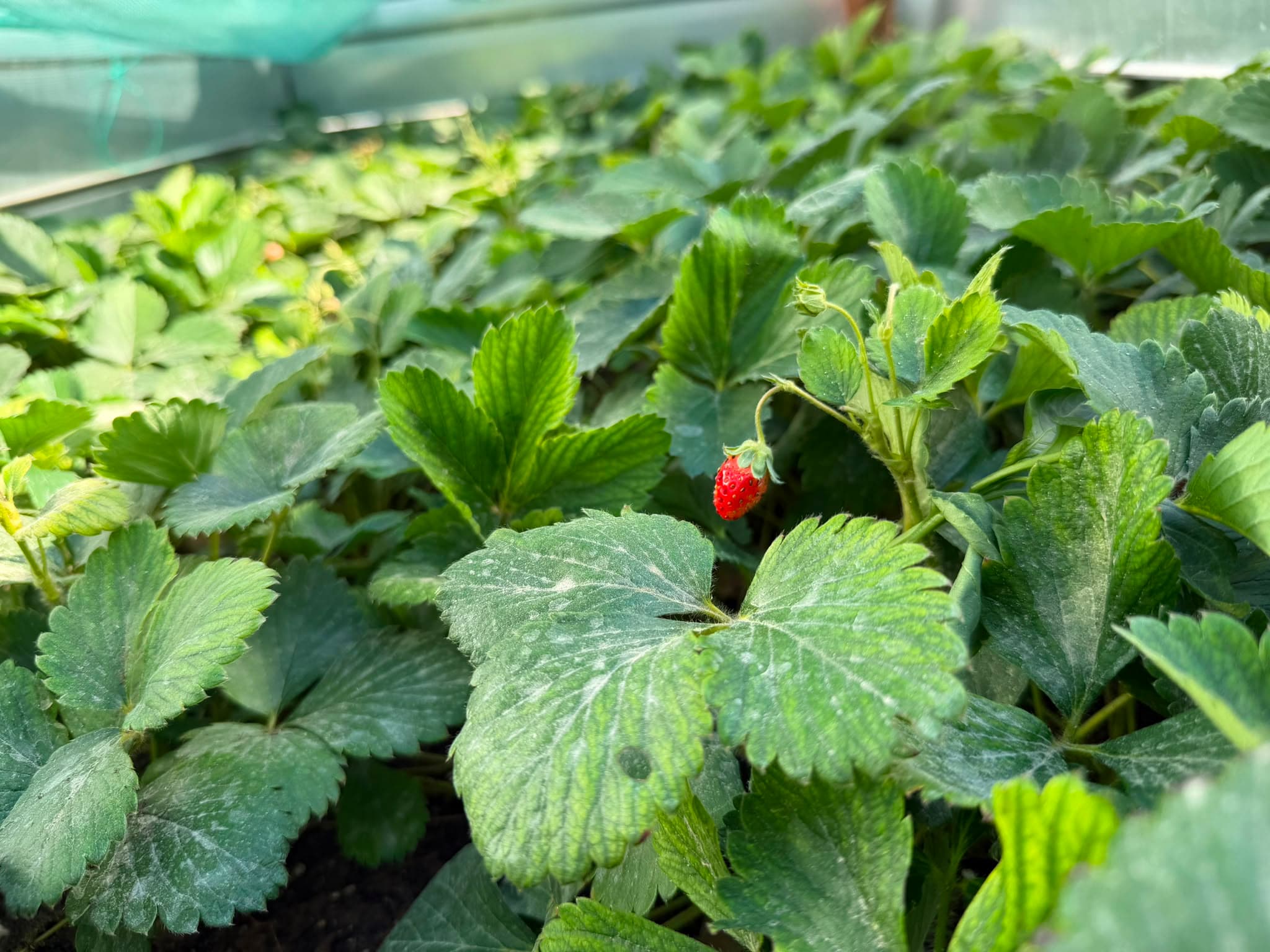 ZQ Organic Completes Critical Technology Stack for ZQ Node Greenhouses